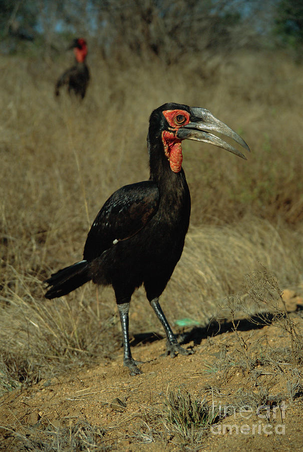 Wildlife Photograph - Ground Hornbills by Peter Chadwick/science Photo Library