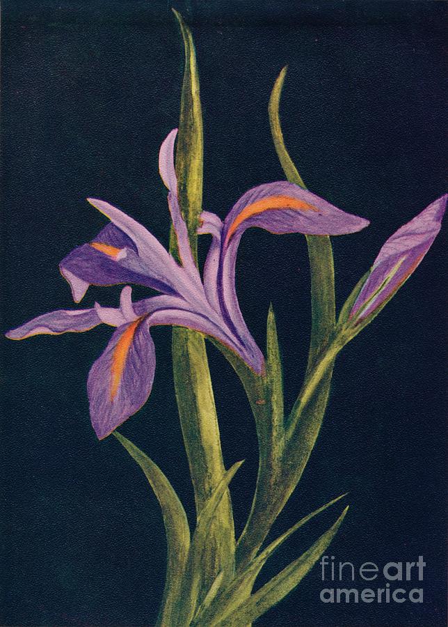 Ground Iris,  C1915, 1915 Drawing by Print Collector