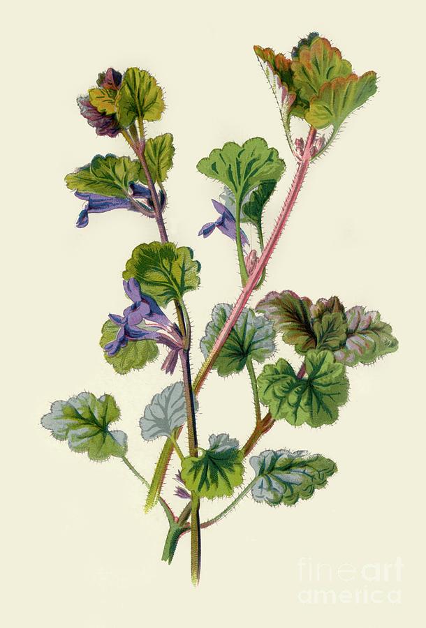 Ground Ivy Drawing by Print Collector