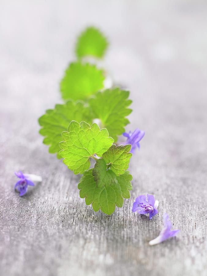 Ground Ivy With A Leaf And Flowers Photograph by Anke Schtz