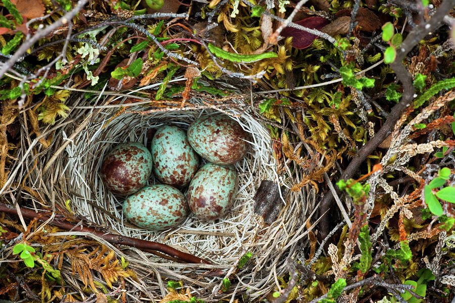 Ground Nest, Arctic National Wildlife Photograph by Mint Images/ Art Wolfe