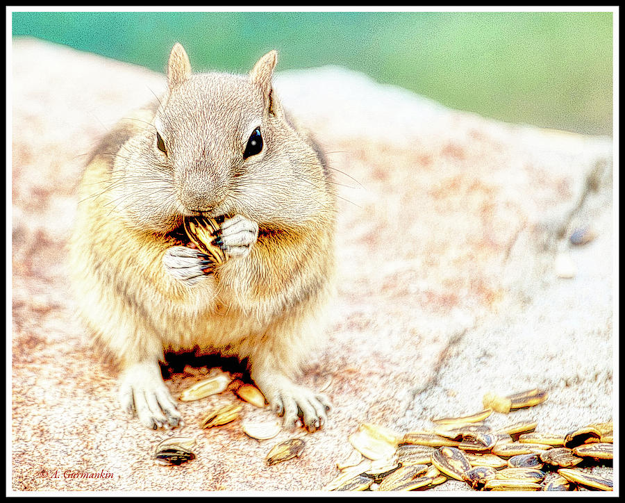 Ground Squirrel Photograph by A Macarthur Gurmankin
