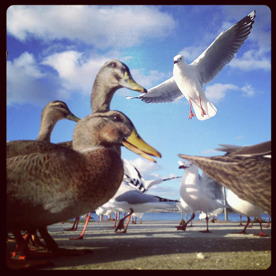 Ground View Of Ducks And Seagulls Flying Photograph by Jodie Griggs