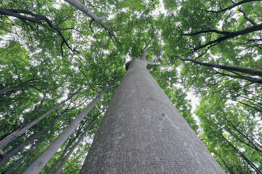 Ground View To Treetops Of Beech Tree Photograph by Martin Ruegner
