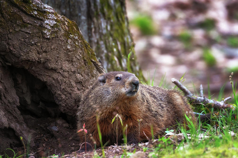 Groundhog  Photograph by Susan Rissi Tregoning