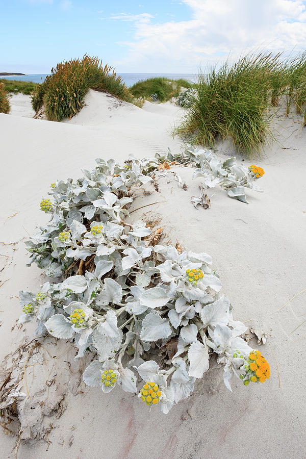 Groundsel Flowers On Dune Photograph by Heike Odermatt