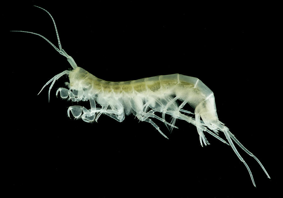 Groundwater-adapted Amphipod Nephargus Photograph by Dante Fenolio