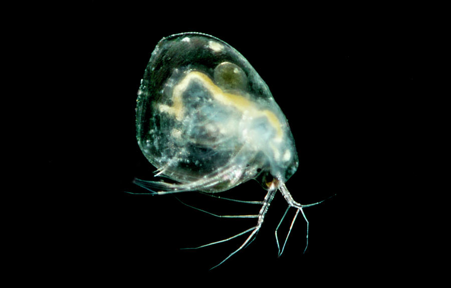 Groundwater Inhabiting Daphnia Species Photograph by Dante Fenolio ...