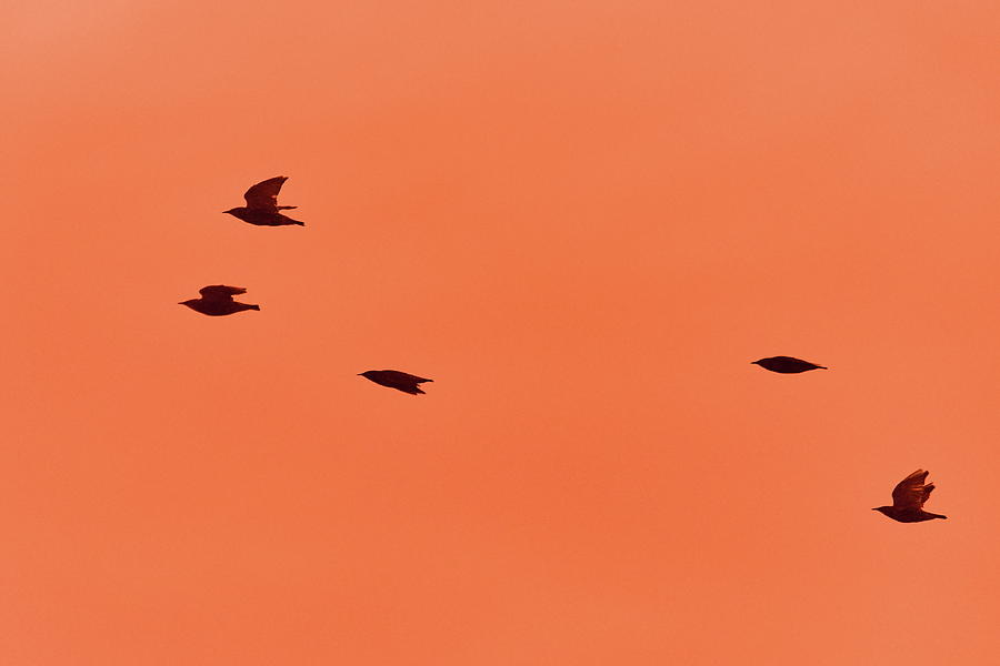 Group of 5. European starling night migration Photograph by Jouko Lehto