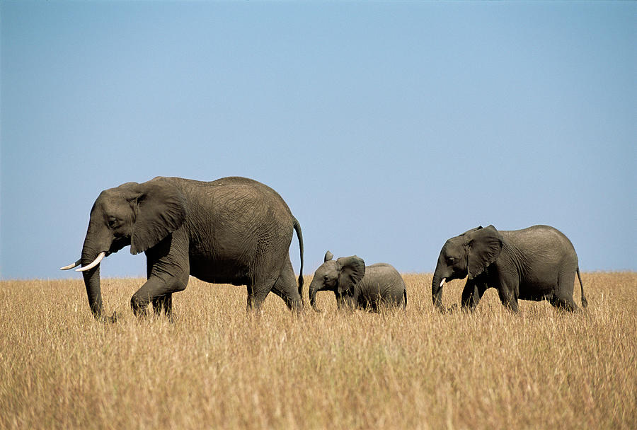 Group Of African Elephants Loxodonta Photograph by James Warwick