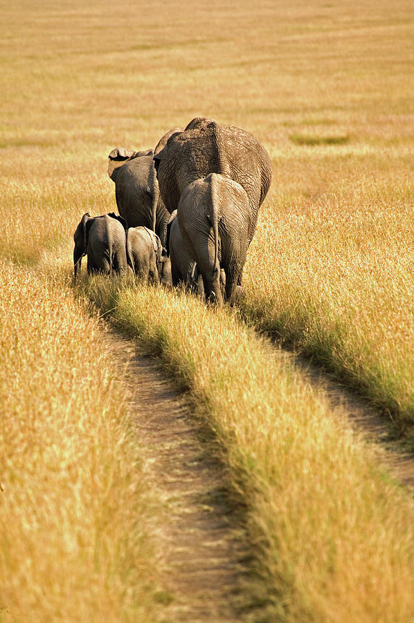 Group Of African Elephants Walking In Photograph by Adam Jones