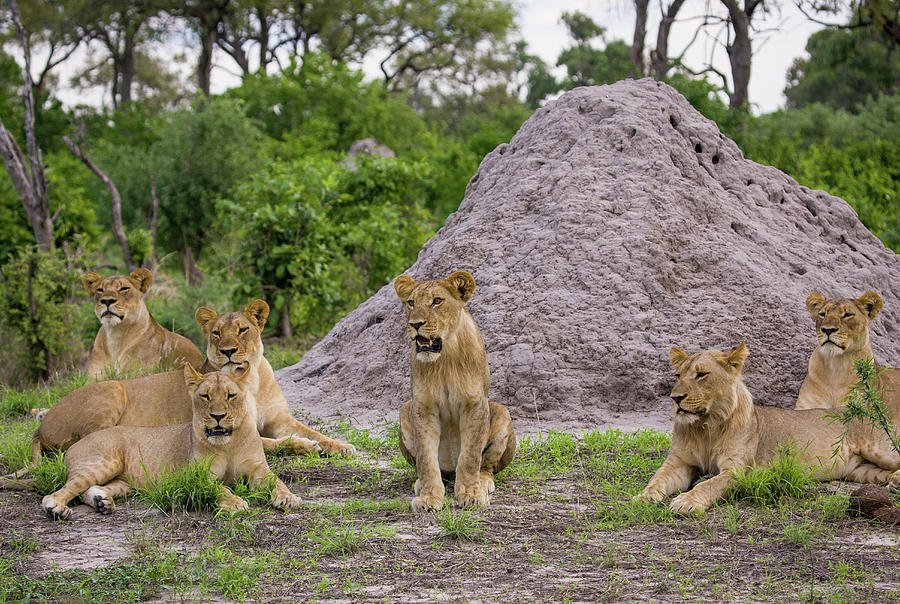 Group Of African Lions, Botswana Photograph by Karen Desjardin