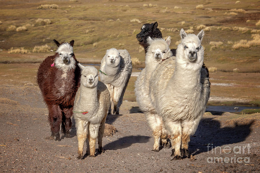 Group of funny Alpacas Photograph by Delphimages Photo Creations