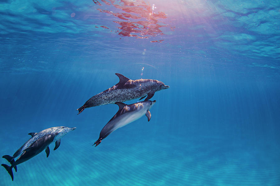 Over and underwater view of a dolphins group