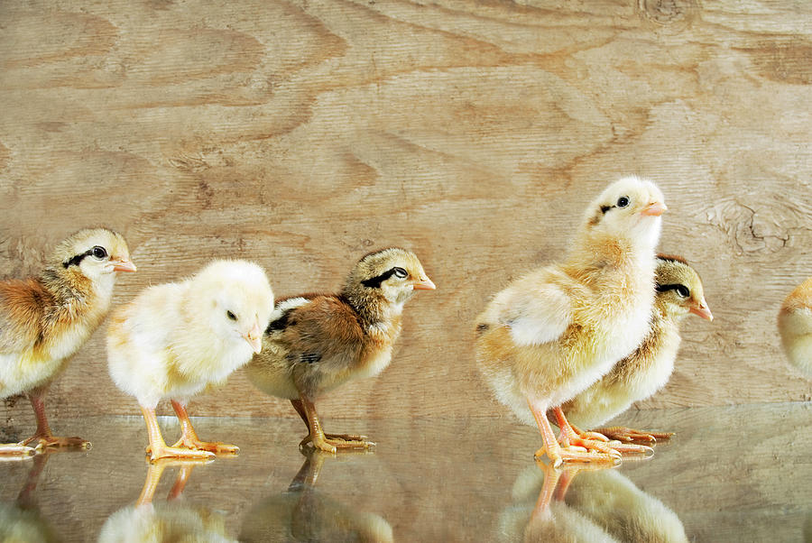 Group Of Baby Chickenschicks Photograph by Pete Starman