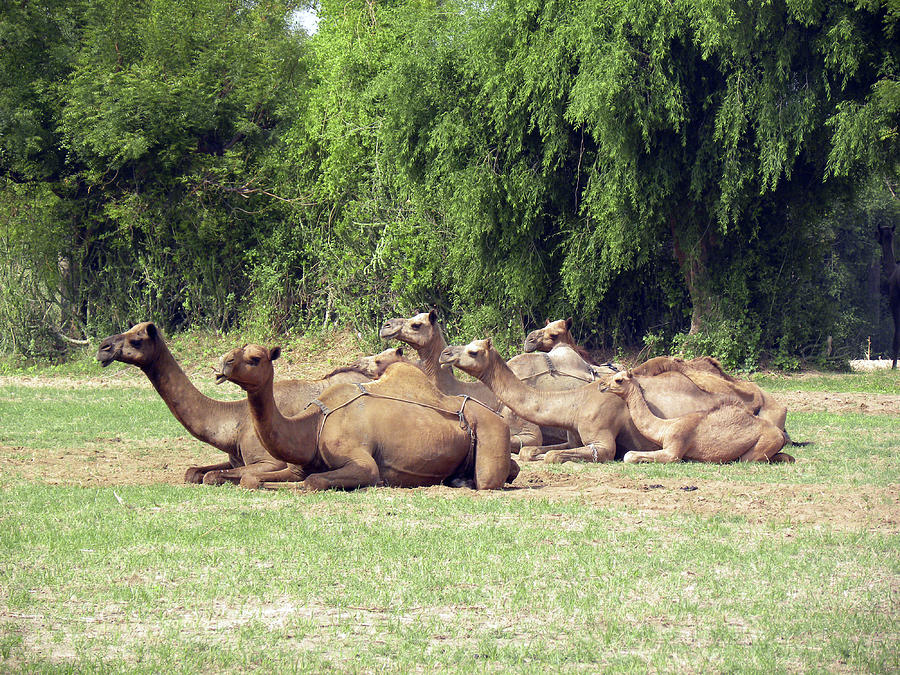 Group Of Camels Photograph by Paras Shah Photography