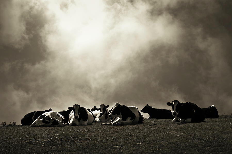 Group Of Cows Photograph by Ambaradan