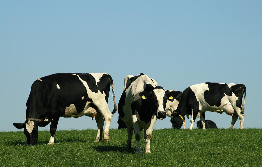 Group Of Cows In A Field Photograph by Amph