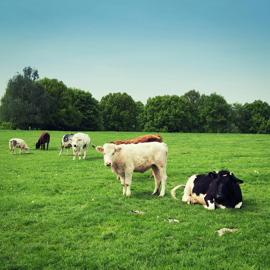 Group Of Cows In The Green Pasture Photograph by Brytta - Pixels