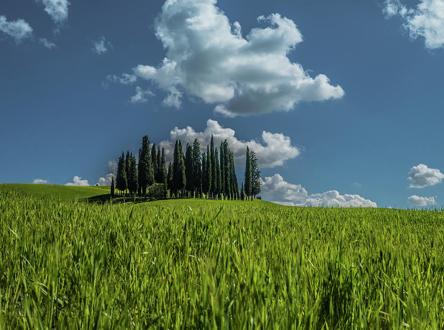 Group of cypress trees in Tuscan landscape in spring Photograph by Tosca Weijers