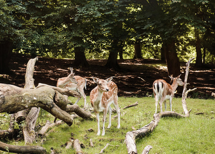 Deer Digital Art - Group Of Deer, Aarhus, Denmark by Max Bailen