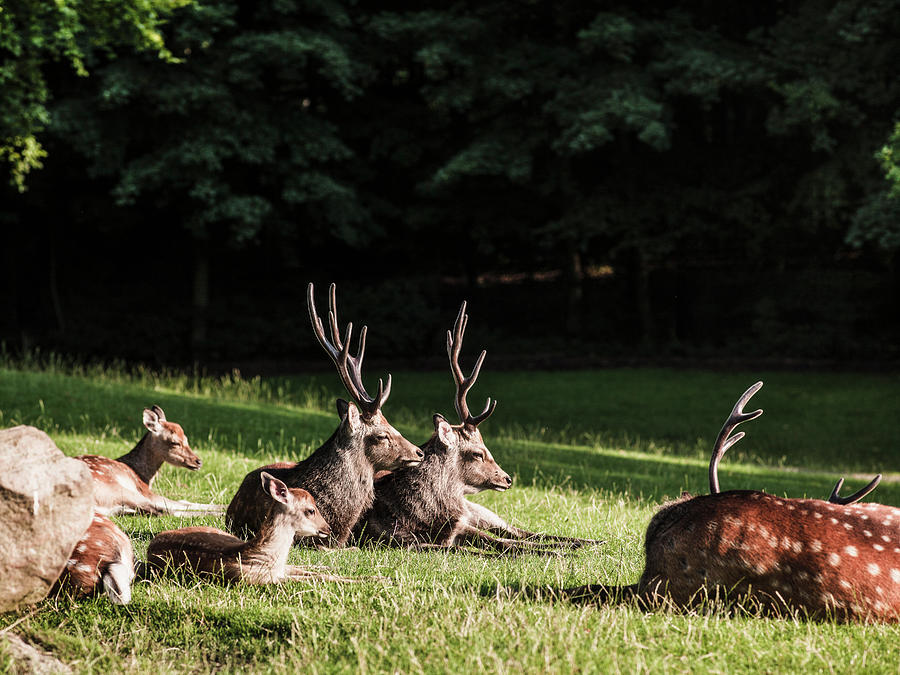 Deer Digital Art - Group Of Deer Lying Down, Aarhus, Denmark by Max Bailen