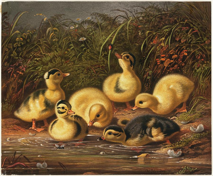 Group Of Ducklings Painting by Arthur Fitzwilliam Tait Group Of Ducklings Painting by Arthur Fitzwilliam Tait