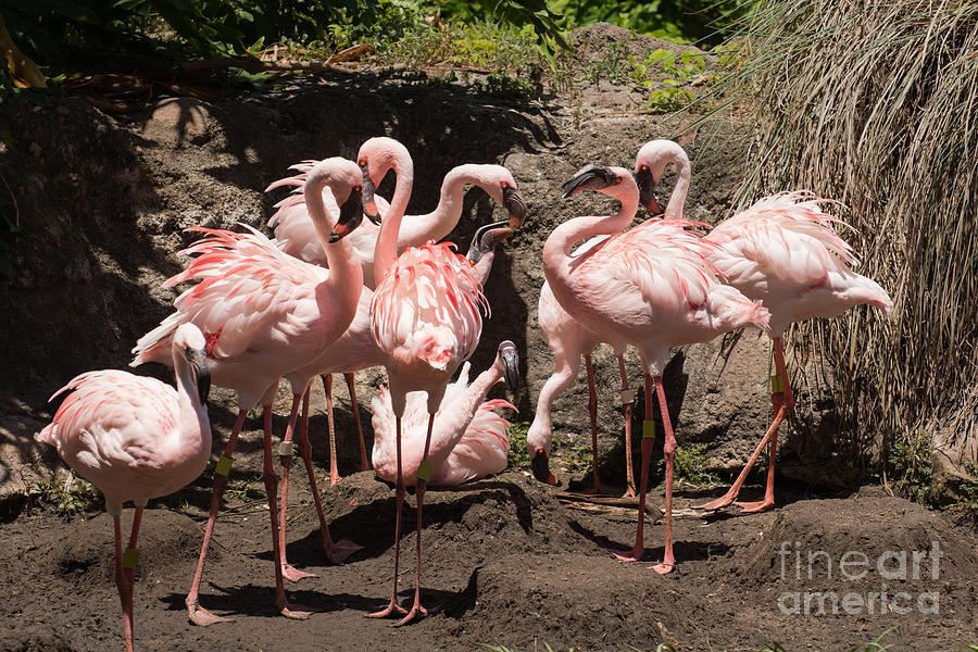 Group of flamingos around their nests Photograph by Zina Stromberg