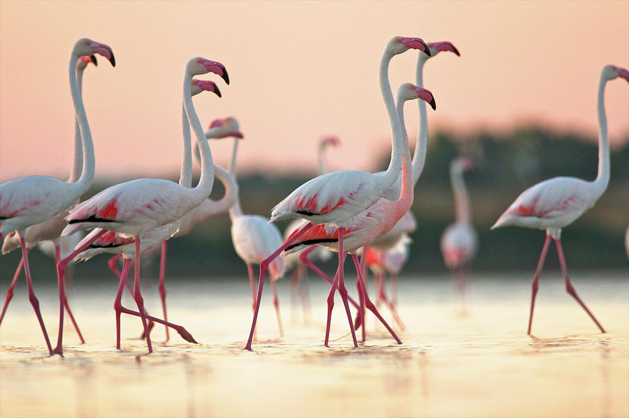 Group Of Flamingos At Dawn, Oristano Photograph by David Fettes