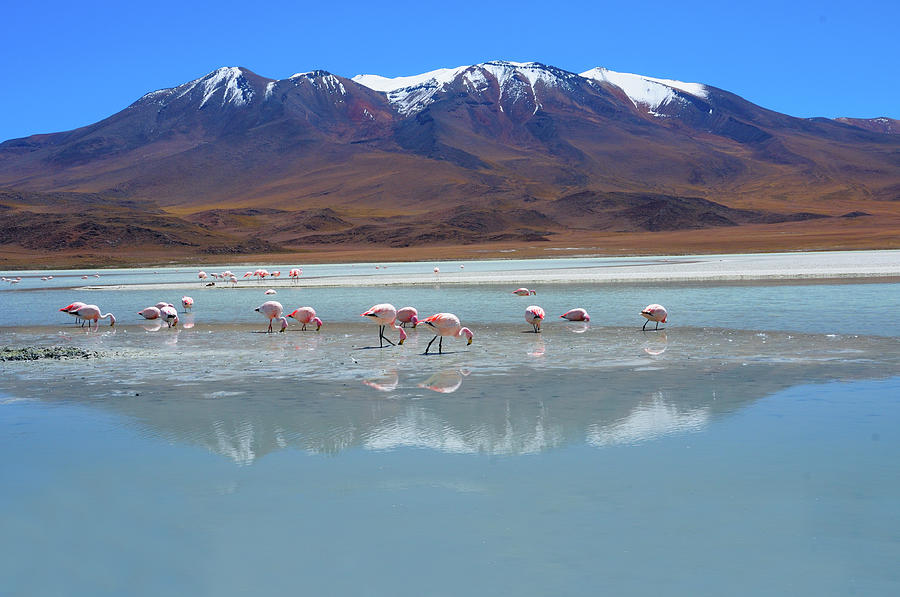 Winter Photograph - Group Of Flamingos At Lake by Werner Büchel