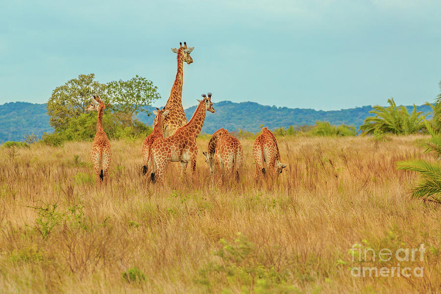 Group of Giraffe Photograph by Benny Marty