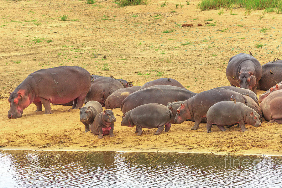 Group of Hippos Photograph by Benny Marty