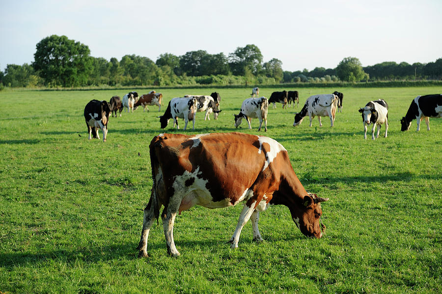 Group Of Holstein Cows In A Meadow Photograph by Vliet