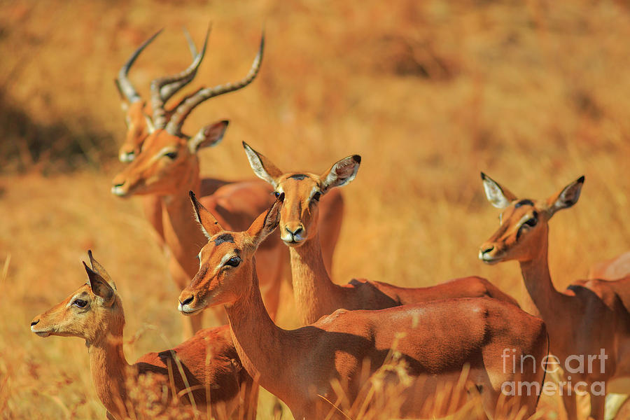 Group of Impala Photograph by Benny Marty