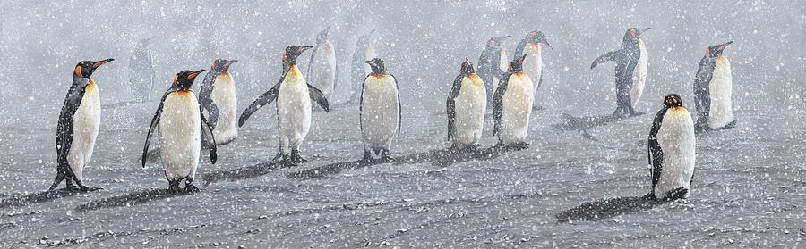 Group of King Penguins in the Snow Painting by Alan M Hunt