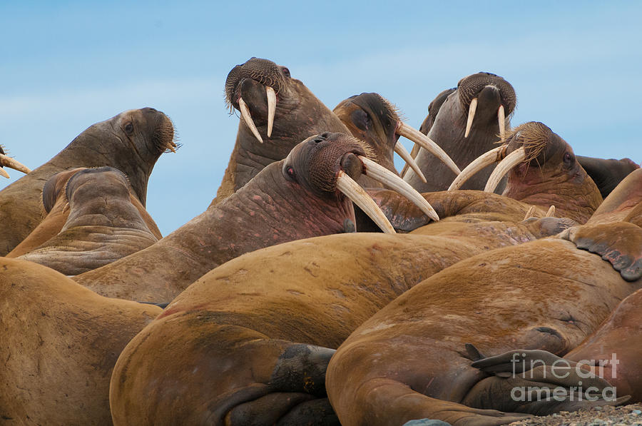 Group Of Large Walrus On The Beach Photograph by Donland - Pixels