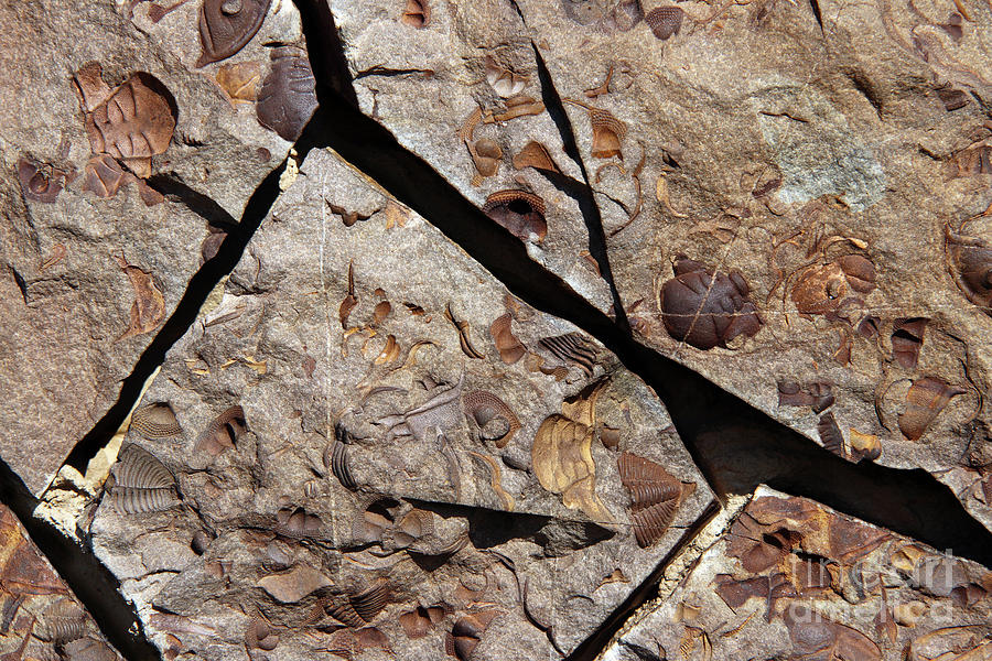 Group of Late Crustacean fossils Photograph by Michal Boubin