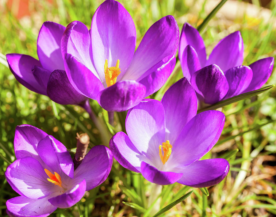 Group of open purple crocus flowers Photograph by Roger Harrison - Fine ...