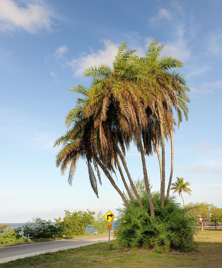 Group Of Palm Trees On Coastline Photograph by Pidjoe