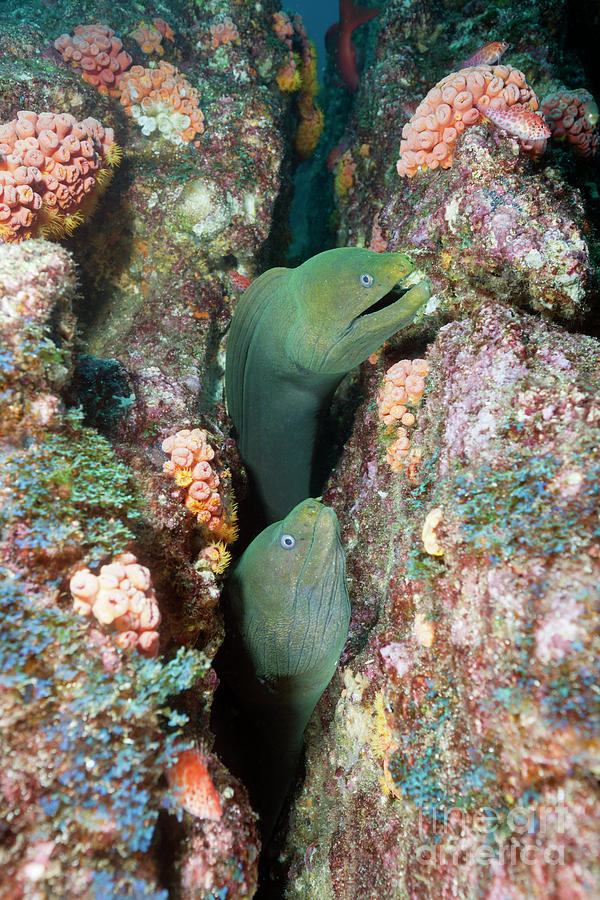 Group Of Panamic Green Moray Eel Hiding In Reef Photograph by Reinhard