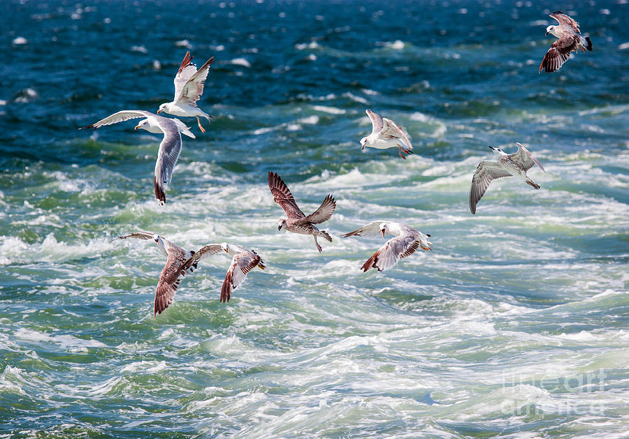 Sea-gull Photograph - Group Of Seagulls Over Sea by Muratart Sea-gull Photograph - Group Of Seagulls Over Sea by Muratart