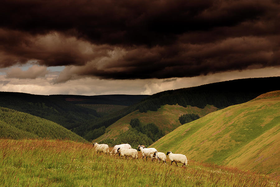 Group Of Sheep Photograph by (c) Benjamin Tonner