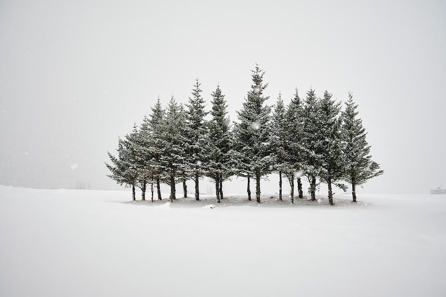 Group Of Snowy Trees In Winter Forest Photograph by Cavan Images / Oscar Bjarnason