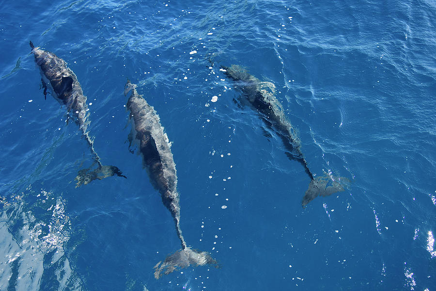 Group Of Spinner Dolphins Swimming Photograph by Ryan Rossotto