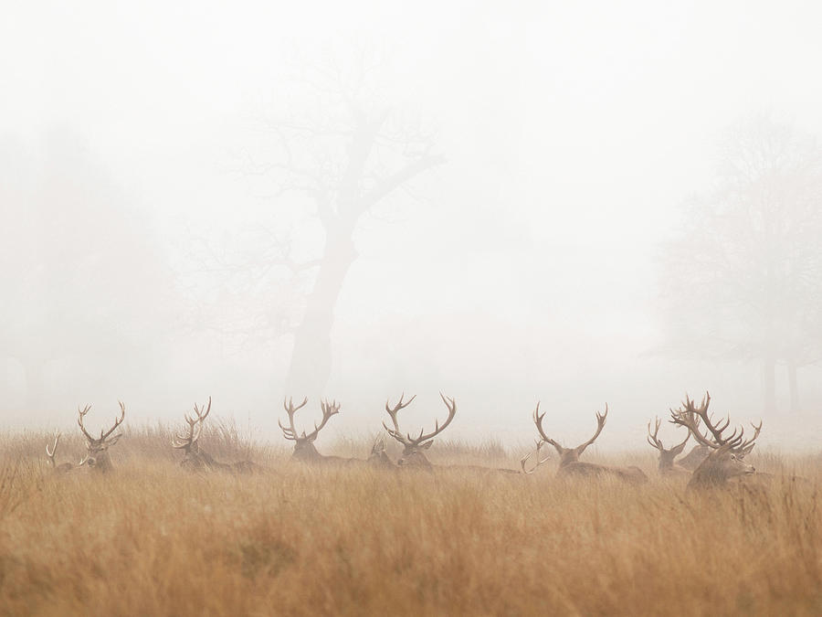 Group Of Stag Deer Resting In Foggy Park Photograph by Beholdingeye