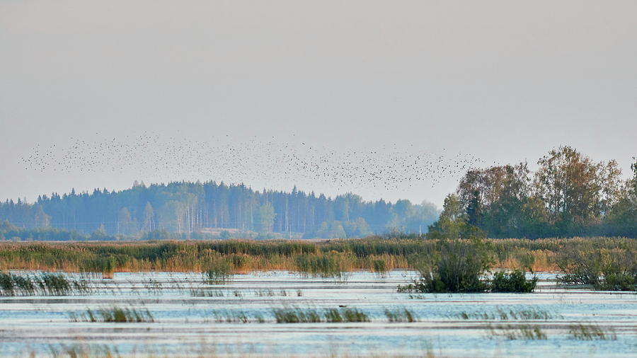 Group of starlings over Puurijarvi Photograph by Jouko Lehto