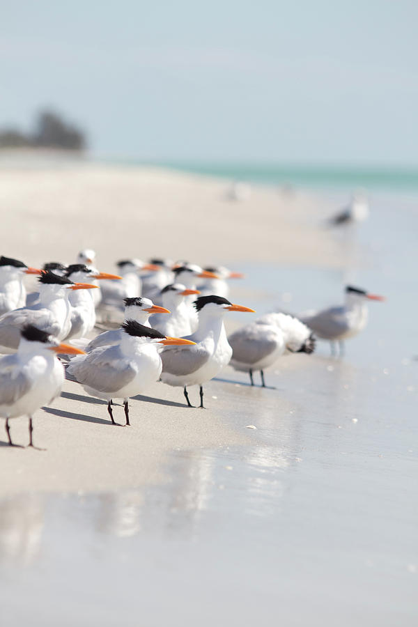 Group Of Terns On Sandy Beach Photograph by Angela Auclair