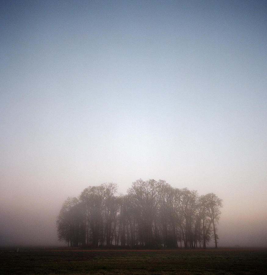 Group Of Trees In Fog At Sunrise Photograph by Danielle D. Hughson