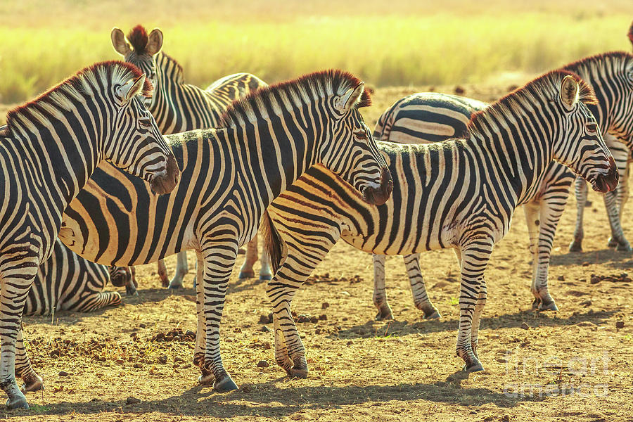 Group of zebras lined Photograph by Benny Marty