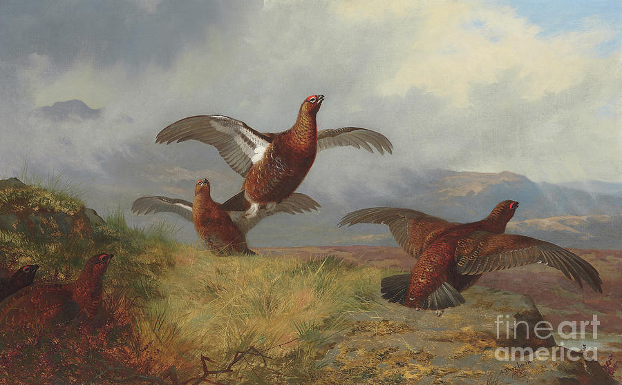 Grouse in flight, 1888  Painting by Archibald Thorburn